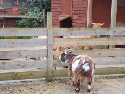 Community volunteering: Pennyhooks goats