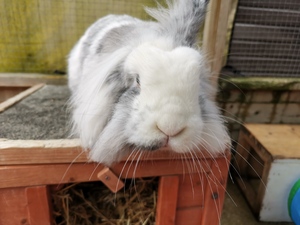 Community volunteering: OAS hairy styles