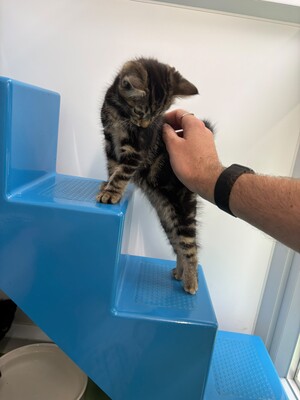 Community volunteering: KC OAS kittens