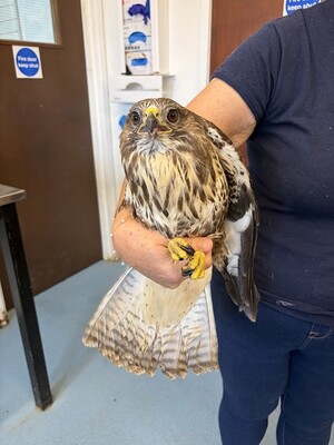 Community volunteering: O&F buzzard